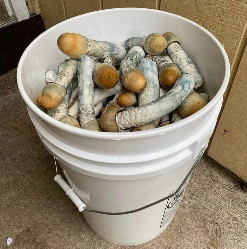 Pan India A Grade button medicinal mushroom, Packaging Type: Carton, Packaging Size: 20 Kg