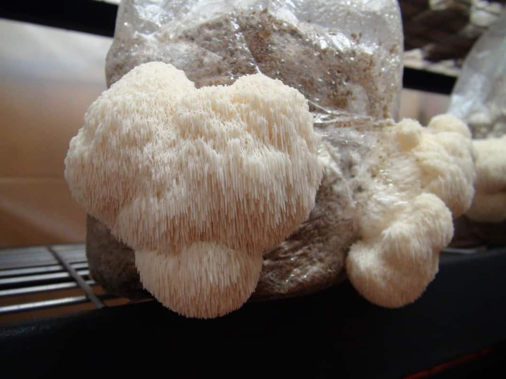 Pan India Lions Mane Mushroom ( Hericium Erinaceus), Packaging Type: Carton, Packaging Size: 5 Kg