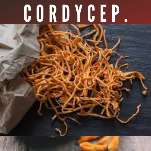 Cordyceps Militaris