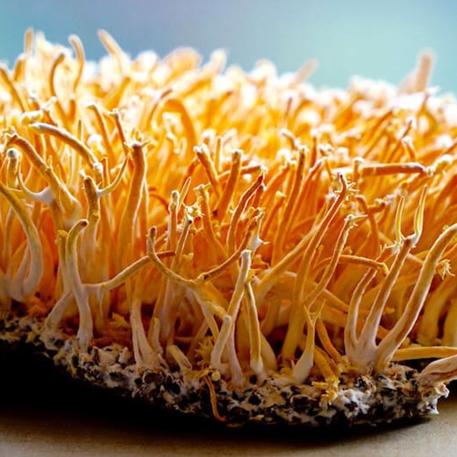 Cordyceps Militaris Mushroom, Prescription