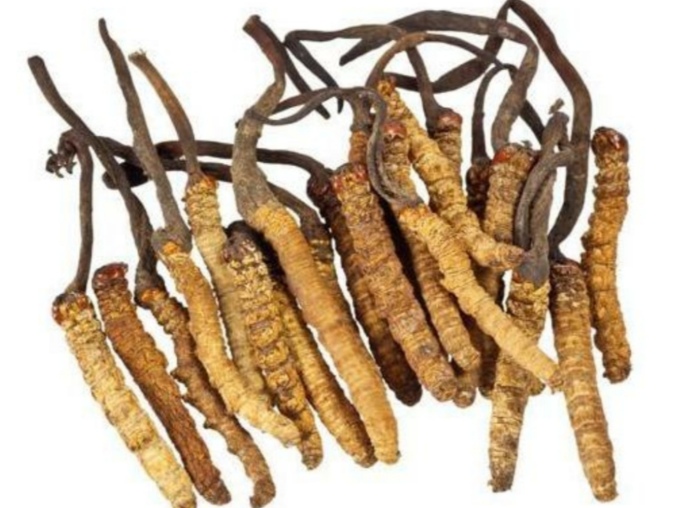 Cordyceps Sinensis (Kida Jadi)