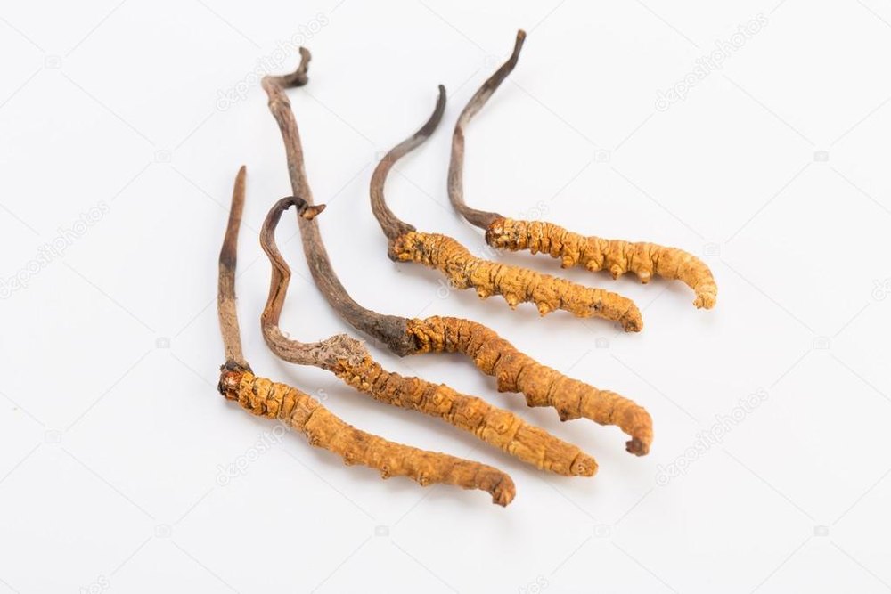 Yarsagumba Cordyceps Sinensis