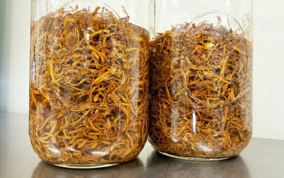 Cordyceps Militaris Mushroom