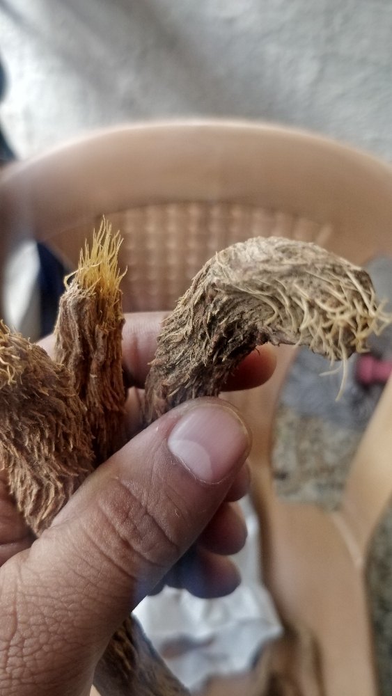 Herb Dry Sugandh Mantri( Homalomena Occulta), For Ayurvedic