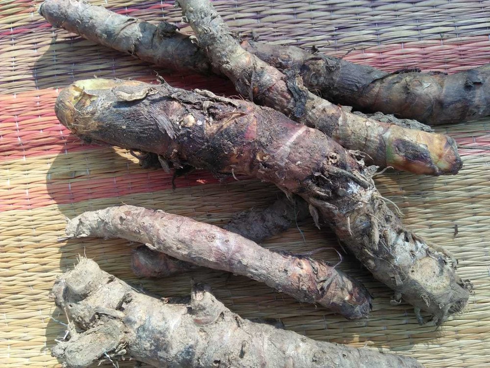 Sugandhmantri (Homalomena Aromatica Schott)