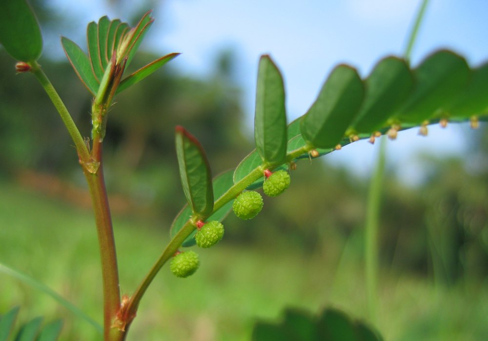 Phyllanthus Niruri