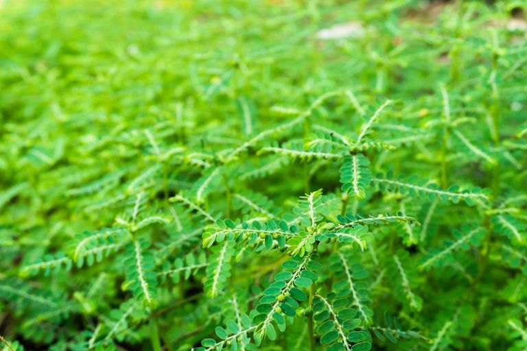 Stone Age Phyllanthus Niruri, Grade Standard: Medicine Grade