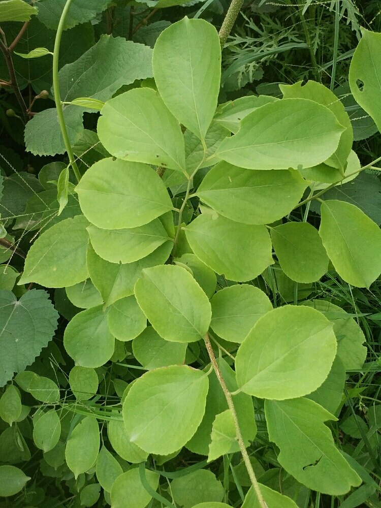 Green Malkangni Herbs, Packaging Type: Bag