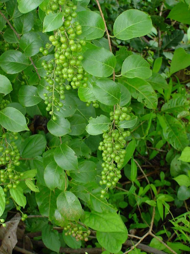 Malkangni Extract, Celastrus Paniculata, Packaging Type: HDPE Drum, Packaging Size: 25 Kg