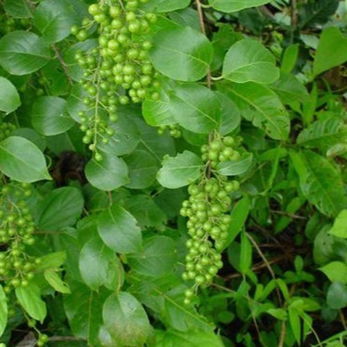 Malkangni Celastrus Paniculatus Extract, Packaging Size: 20 Kg
