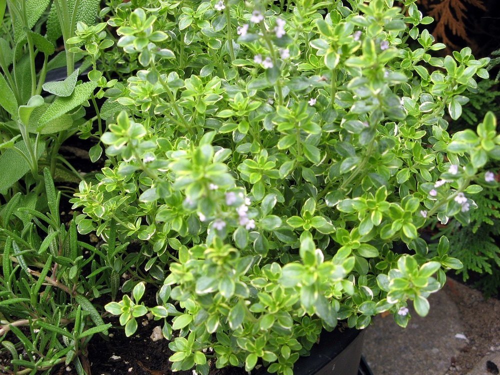 Thyme Herb, 7*7