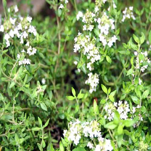 Thyme Herb