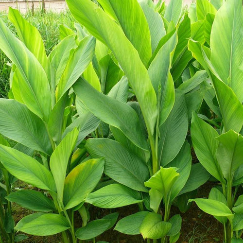 Green Powder Curcuma Longa, Grade Standard: Bio-Tech Grade, Packaging Size: Standard