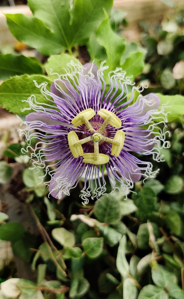 Well Watered Passiflora Passion Flower Plants, For Outdoor, Spring