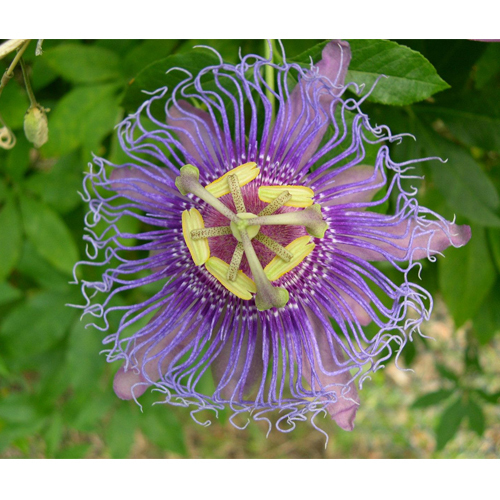Passiflora Incarmata, 25 Kg