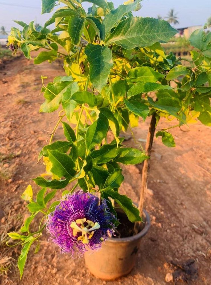 Purple And Green Passiflora Incarnata Plant