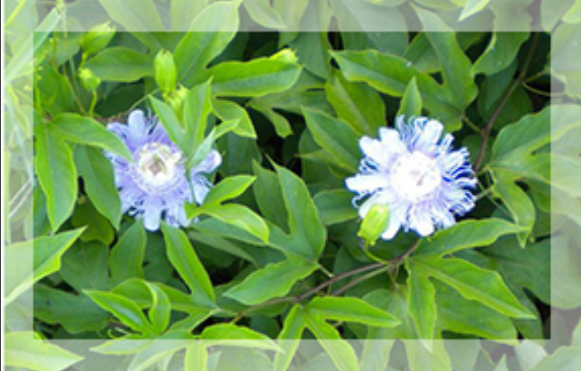 Purple Passiflora Incarnata Herb, Packaging Type: Bag