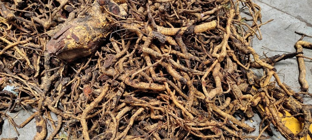 Brown Salacia Oblonga Roots, Packaging Type: Bag, Packaging Size: 25 kg