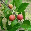 Salacia Reticulata (Ekanayakam/Saptrangi)