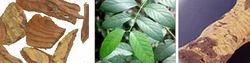 Salacia Oblonga