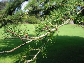 Cedrus Deodara Heartwood Extract