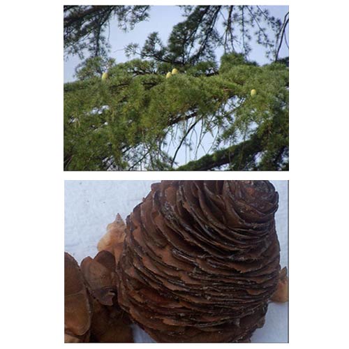 Cedrus Cone Seed