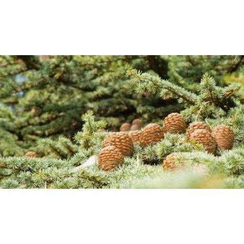 Pukhraj Herbals Devdaru Extract