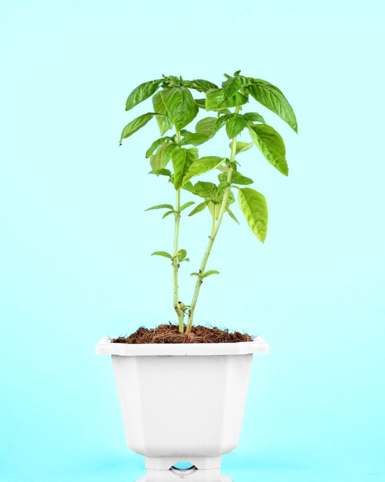 Thai Basil Plant