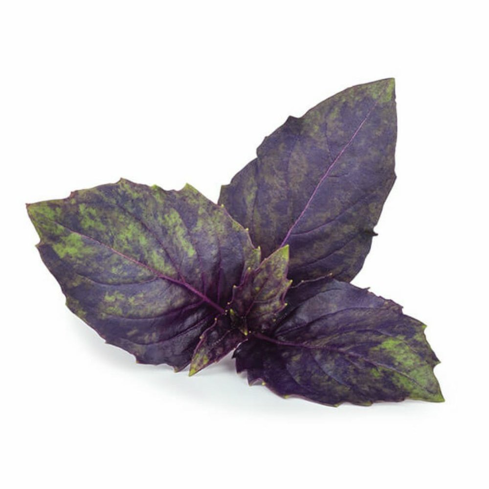 Purple Basil Herb, Medicinal Herbs
