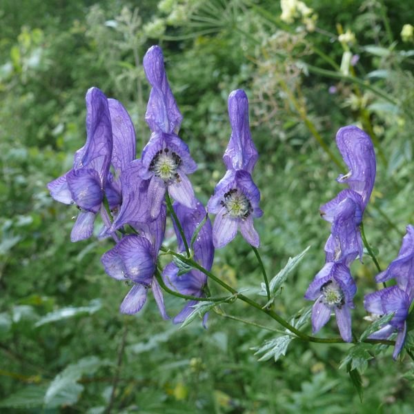 Brown Aconitum heterophyllum/Adhividayam, Packaging Type: Bag, Packaging Size: 20 Kgs