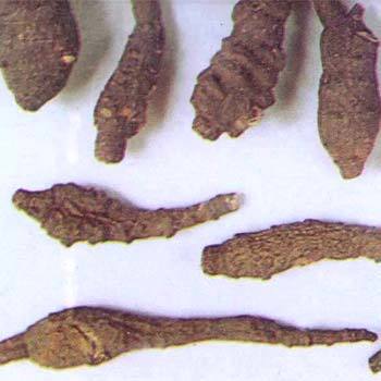 Aconitum Heterophyllum Atis Root, Amla, Packaging Size: 10 Kg