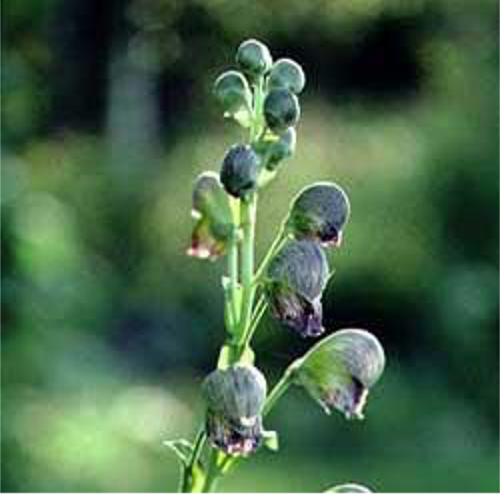 Aconitum Heterophyllum