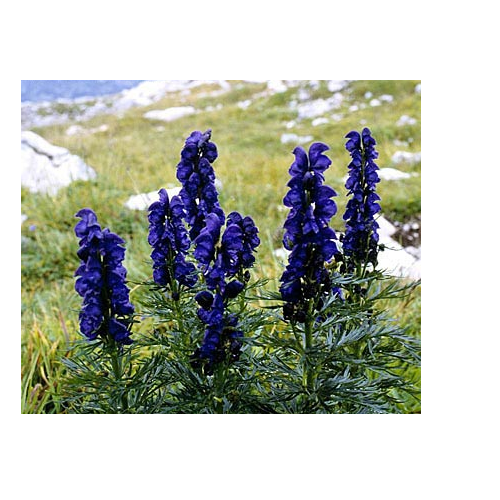 Aconitum Heterophyllum