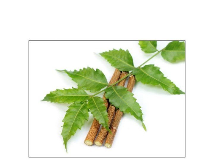 Green Neem Chew Stick Toothbrushes