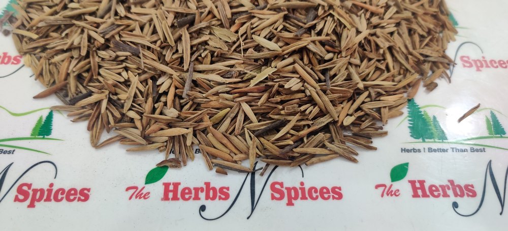 Inderjo Seeds Karwa - Inderjau Kadwa - Indrajav Bitter - Indrajau - Holarrhena Antidysenterica