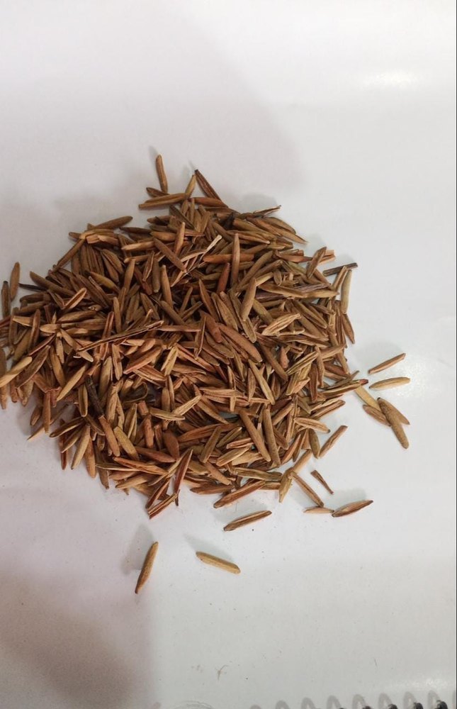 Seeds Indrajav Kadva, Packaging Type: Loose