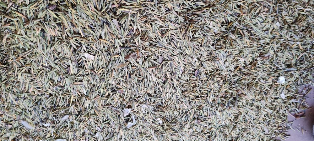 Dried Green Holarrhena Antidysenterica (Indrajou) meetha, For Ayurvedic, Grade Standard: Medicine Grade