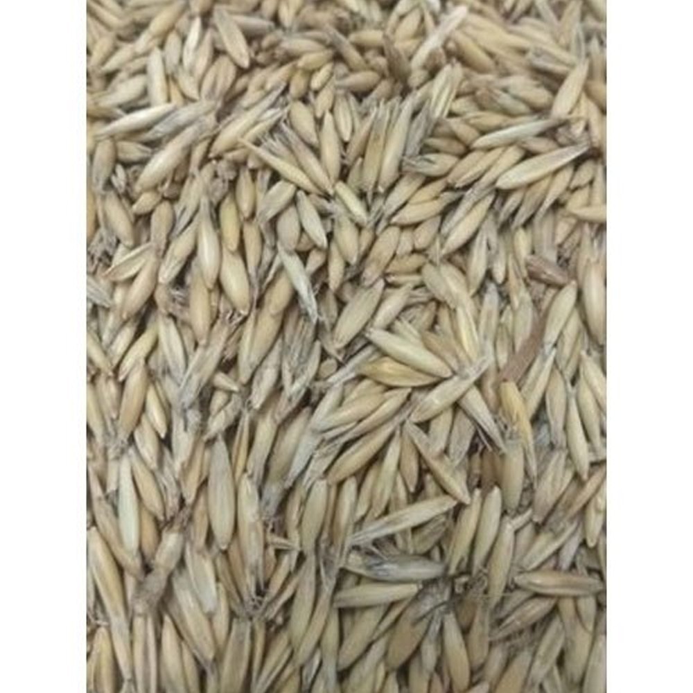 Inderjau Bitter Oleander Seed, For Herbal Mediicne