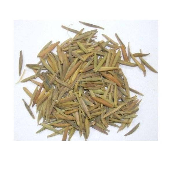 Holarrhena Antidysenterica