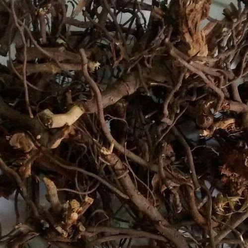 Chitrakmool Plumbago Zeylanica Herb