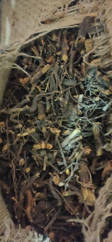 Root Chitrakmool Plumbago Zeylanica, For Medicine & Cosmetics, Wild leadwort