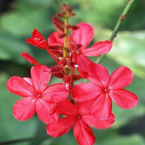 Plumbago Indica/ Leadwort Root Dried (Raw)Chithira Moola Ver /Chitrak