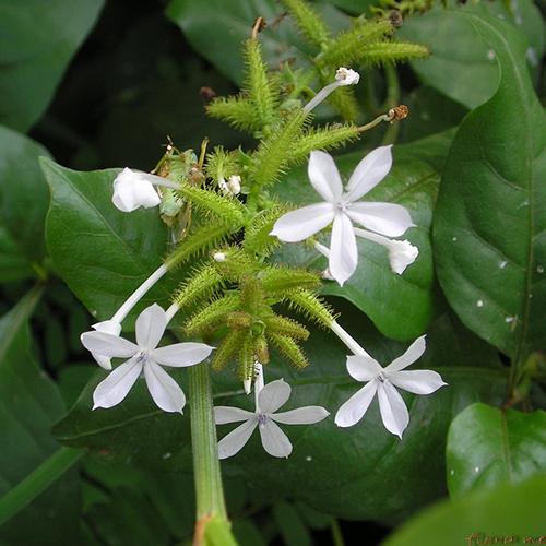 Pukhraj Herbal Plumbago Zeylanica seed, Packaging Type: Packet
