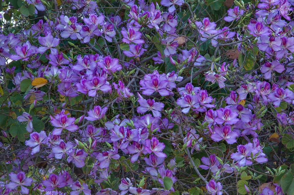 Bauhinia Variegata, Packaging Size: 5 Kg