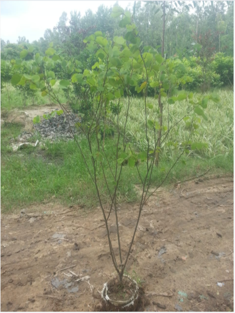 Bauhinia Variegata Plant