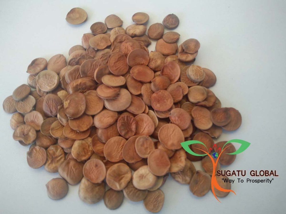 Bauhinia Variegata Seeds