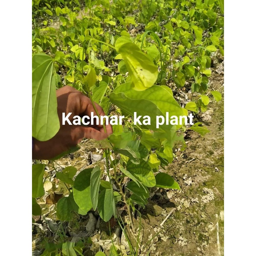 Bauhinia variegata Full Sun Exposure Kachnar Plant, For Garden