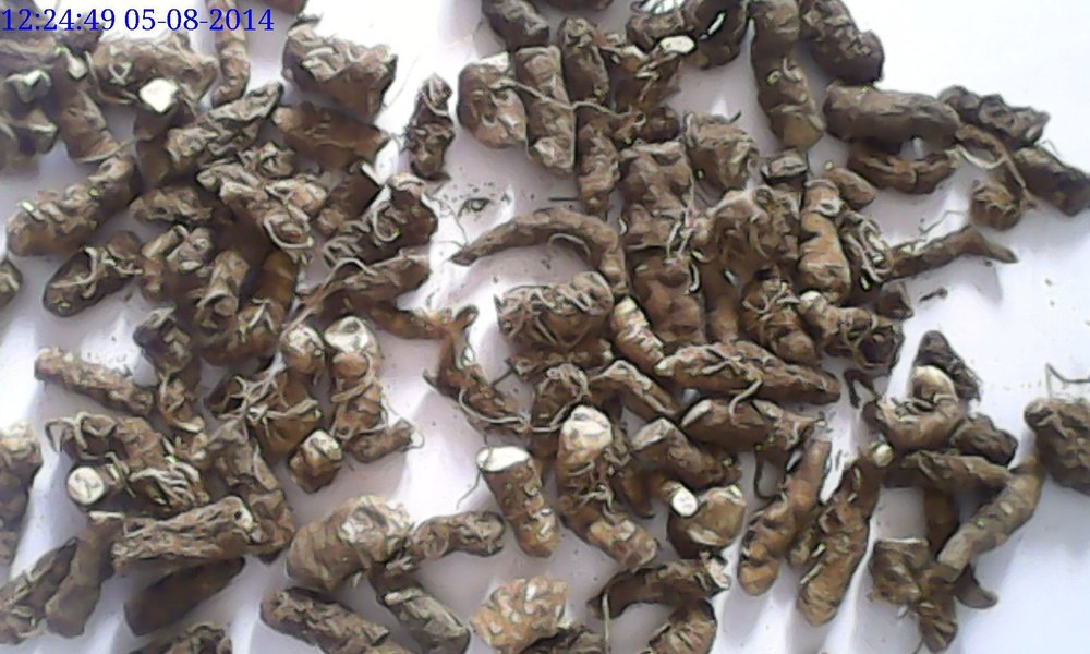 Parispolyphylaa Brown Parispolyphylla Herb