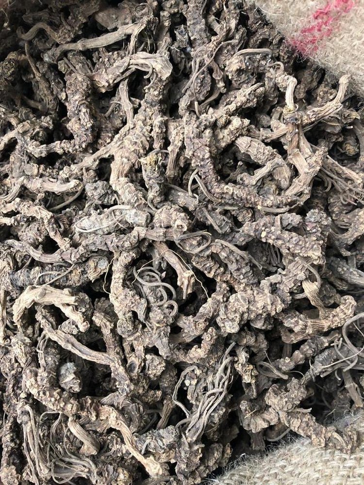 Tagar Roots - Valeriana Wallichii - Sugandhbala - Muskbala - Indian Valeriana
