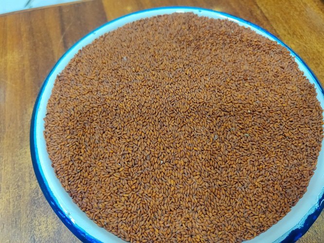 Lepidum Sativum Halim Seed